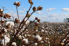 Biologisch katoen Better Cotton Initiative duurzaam katoen