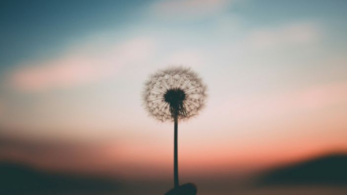 EHBO met natuurlijke middelen:                                       de kracht van planten binnen handbereik
