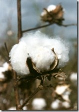 Katoenplant